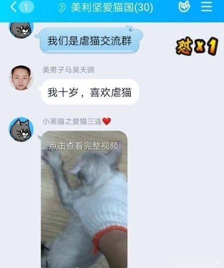 探究虐猫事件，揭示最早消息与深刻反思