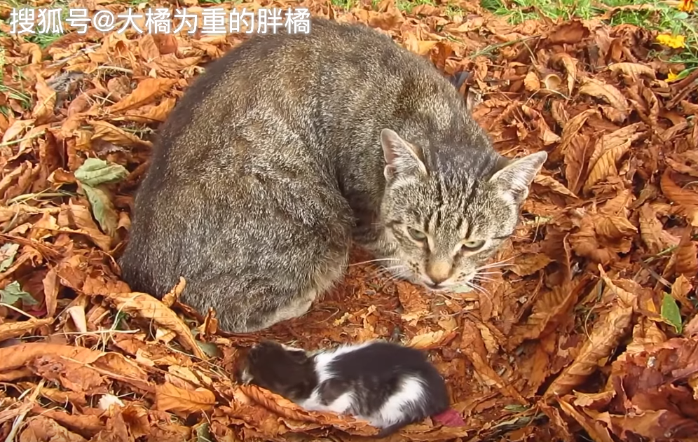 猫味魅力揭秘，最早破解版，探寻猫咪无限魅力