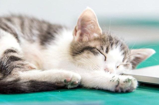 猫咪官方早期网站探源，追溯历史，挖掘猫咪文化起源