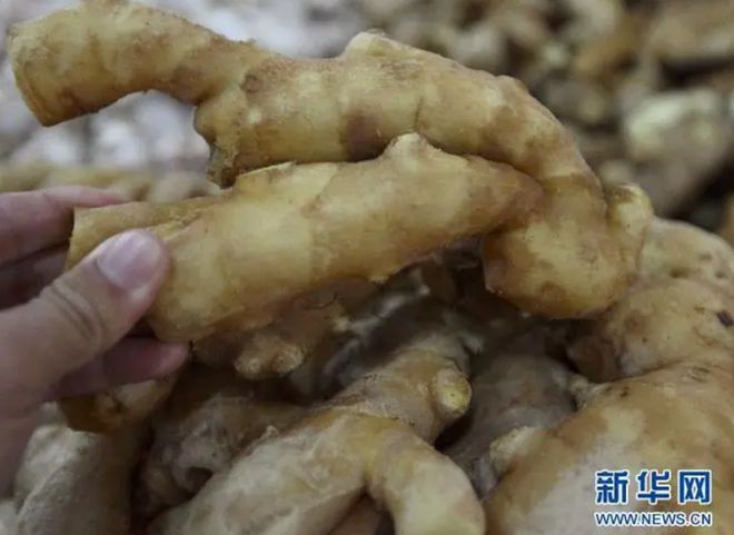 中国生姜早期价格行情与历史背景分析