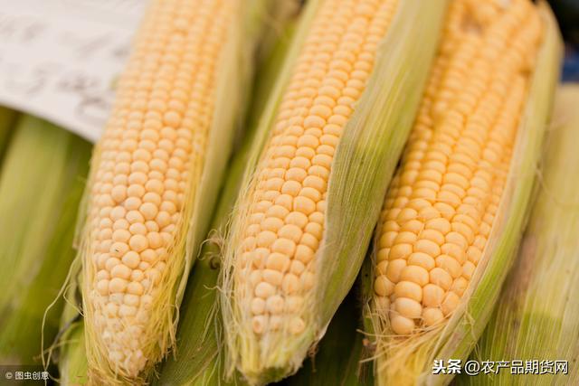 辽宁今日玉米价格行情更新