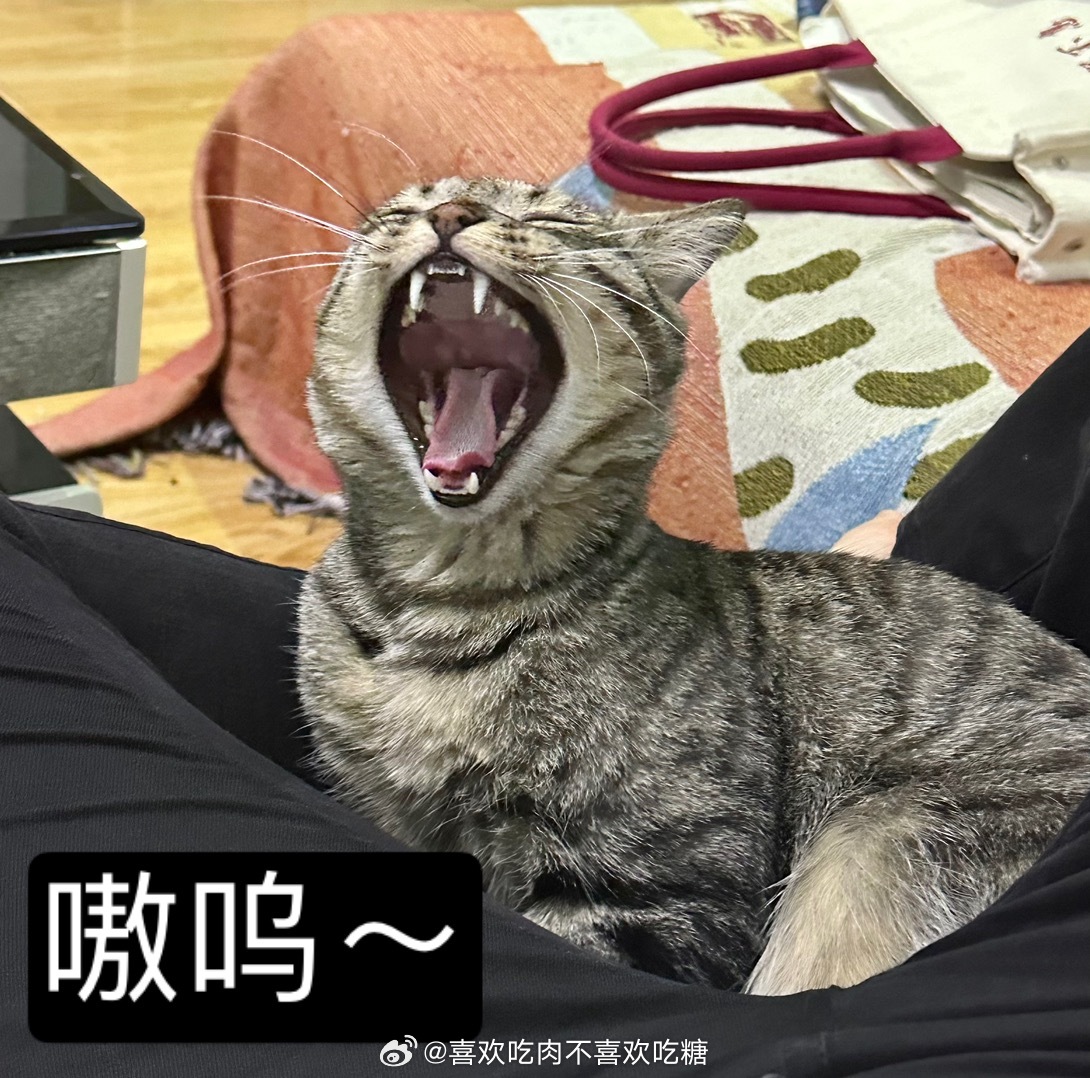 嗷呜宝揭秘，数字世界的宝藏猎寻之旅开启
