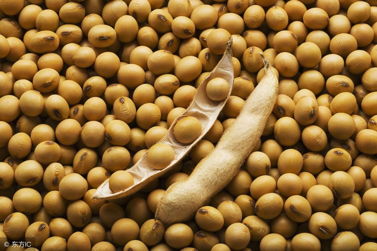 黑龙江大豆价格走势初探