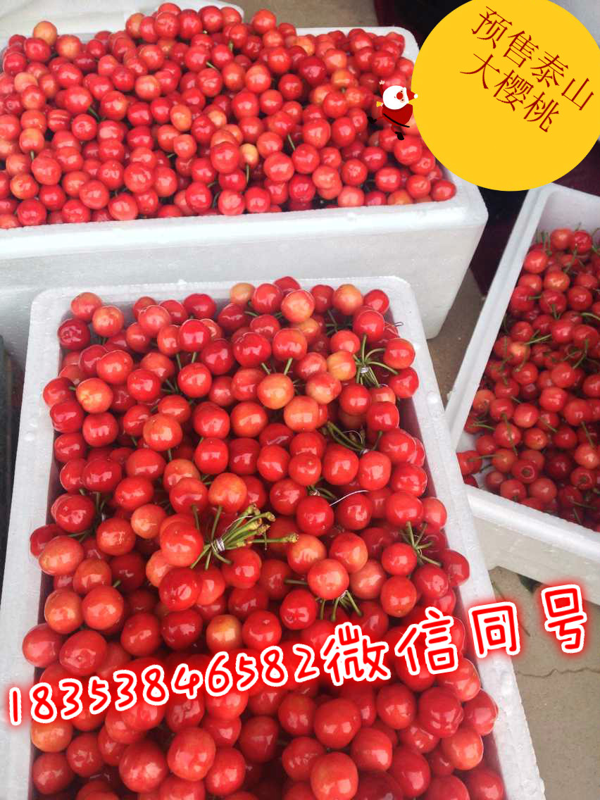 灯果起源版本，历史演变与深远影响